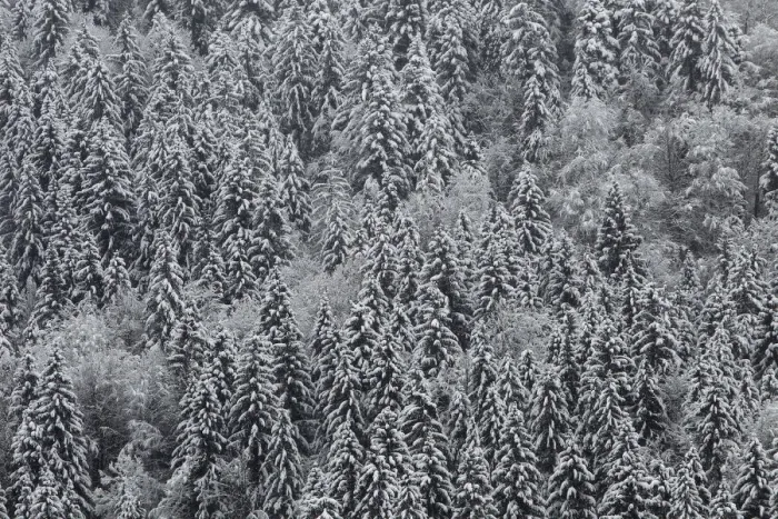 Framed Print : Snow covered trees are seen in a forest near Garmisch-Partenkirchen