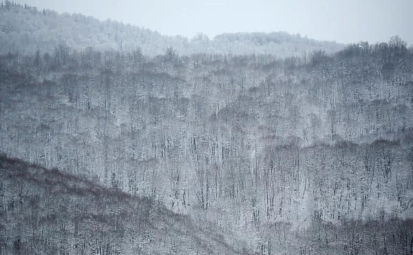 Snow covered trees are seen outside Tbilisi
