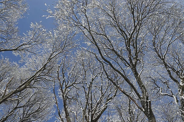 Snow covered trees are seen on the outskirts of St. Petersburg