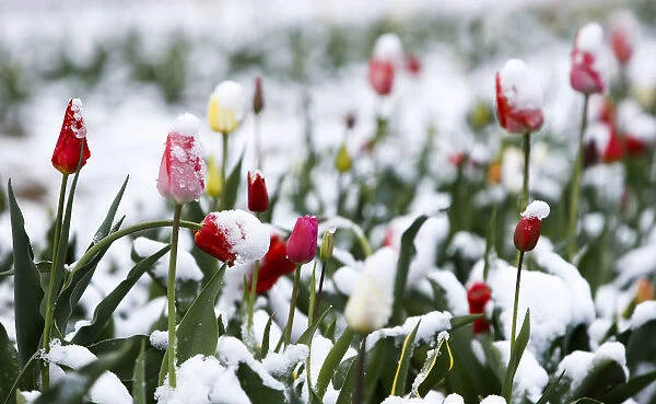Snow covered tulips are seen in a flower field in Puchheim