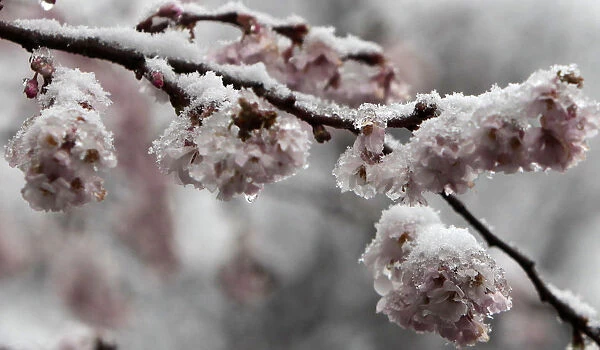 Snow covers lingering cherry blossoms after an unseasonably warm weather in Prague