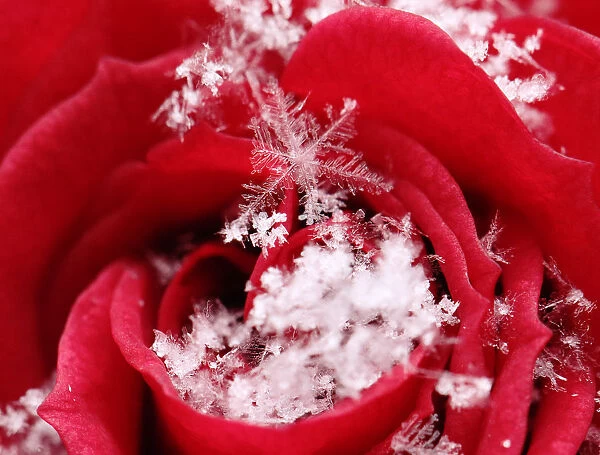 Snowflakes gather on a late blossoming rose in Vienna