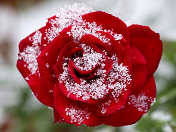 Snowflakes gather on a late blossoming rose in Vienna