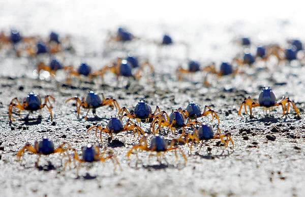 Soldier crabs scuttle across the sand during low tide at Quibray Bay in the south of Sydney
