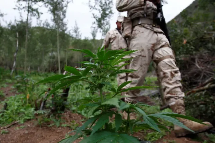 Framed Print : Soldiers walk during a military operation to destroy a marijuana plantation on Framed Print : Soldiers walk during a military operation to destroy a marijuana plantation on