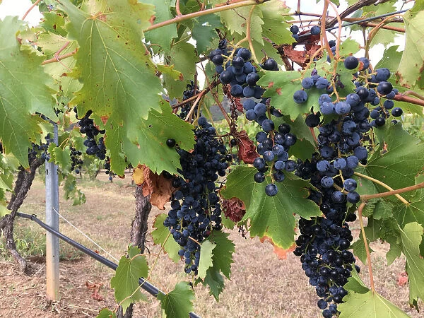 Soon-to-be-harvested grape vines are seen at Ivanhoe Wines in the New South Wales Hunter