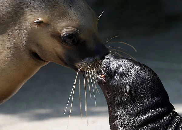 South American sea lion cub Alida shouts to its mother Kelo at Tiergarten Schoenbrunn