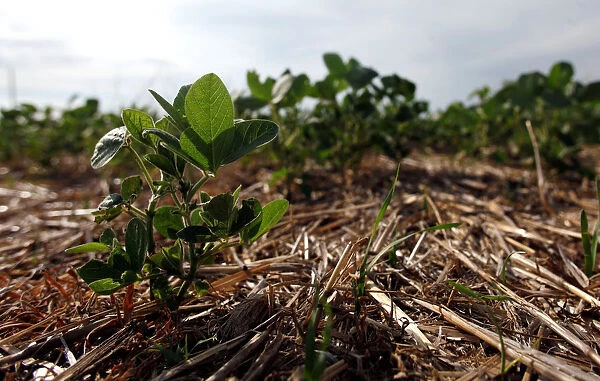 Soy plants are seen in a drought-affected farm near Chivilcoy
