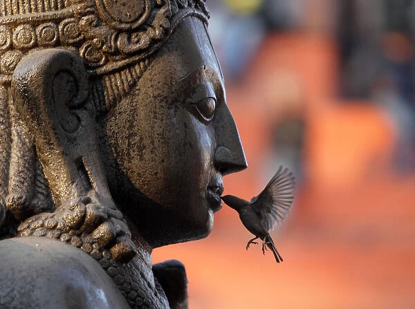 A sparrow feeds on an offering placed in the mouth of the idol of Lord Garud in Kathmandu