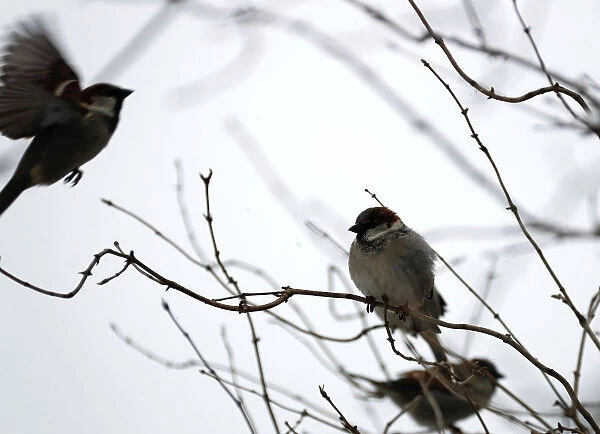 Sparrows are pictured during snowfall in the grounds of the Charlottenburg Palace in