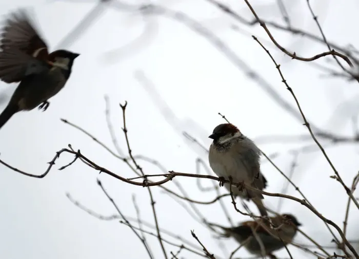 Framed Print : Sparrows are pictured during snowfall in the grounds of the Charlottenburg Palace in