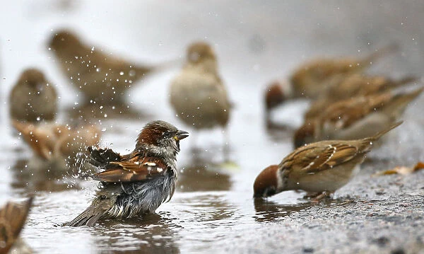 Sparrows wash themselves and drink water from a puddle in the village of Vits