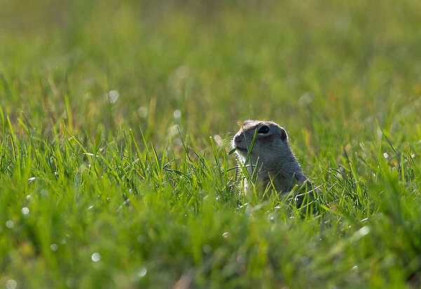 Speckled ground squirrel feeds in a field near the village of Yushevichi