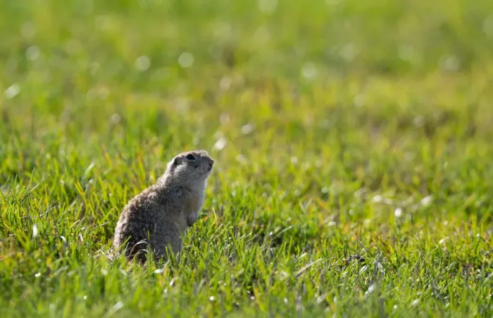 Framed Print : Speckled ground squirrel feeds in a field near the village of Yushevichi Framed Print : Speckled ground squirrel feeds in a field near the village of Yushevichi