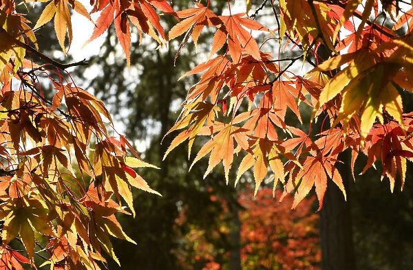 Spectacular autumn colours appear at Westonbirt Arboretum in south west England