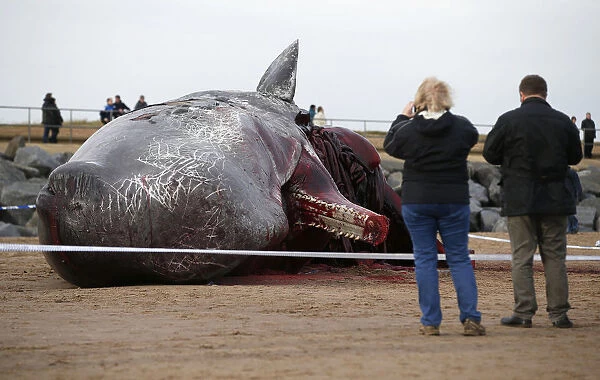 A sperm whale lies on the sand after being washed ashore at Skegness beach in Skegness