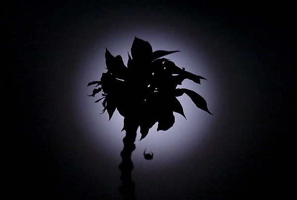 A spider hanging by its web on a flower is silhouetted against the full moon after a
