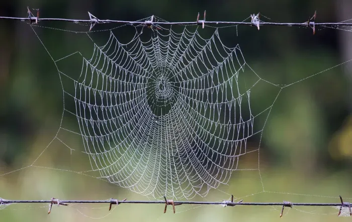 Framed Print : A spider web is seen in a forest near the village of Babchin Framed Print : A spider web is seen in a forest near the village of Babchin