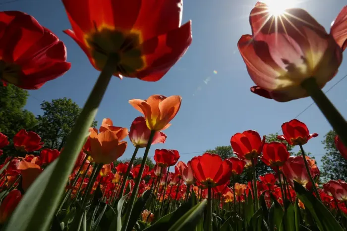 Framed Print : Spring in Vienna