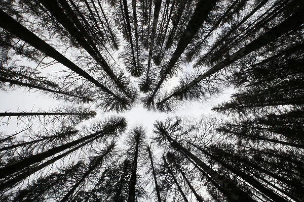A spruce forest attacked by engrave beetles is seen at the Czech Republics Sumava