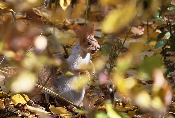 A squirrel carries a nut in Omsk