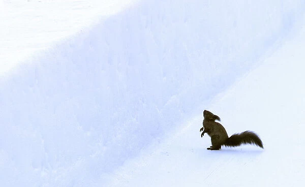Squirrel crosses natural ice track during the second run of two-women competition