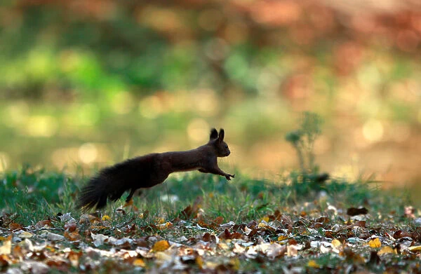 A squirrel plays at a city park during an unusually warm October day in Skopje