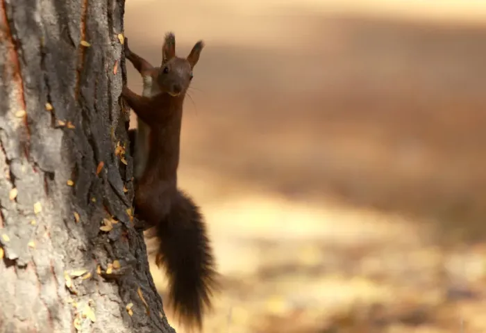Framed Print : A squirrel plays at a city park during an unusually warm October day in Skopje