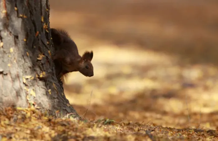 Framed Print : A squirrel plays at a city park during an unusually warm October day in Skopje