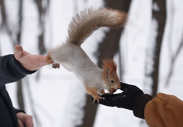 A squirrel is seen on pedestrians hands in a park in Moscow