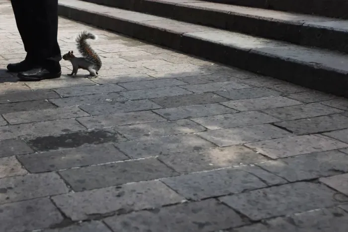Framed Print : A squirrel smells the feet of a man in Mexico City Framed Print : A squirrel smells the feet of a man in Mexico City