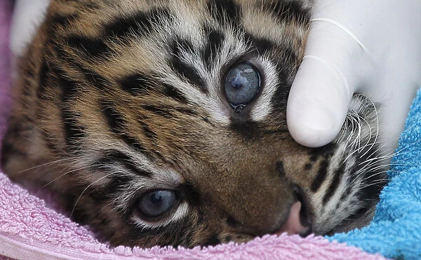 Staff carry out a health check on one of the three 12 week old tiger cubs in their