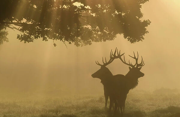 Two stag deer are seen through the mist at dawn during the annual rutting season in
