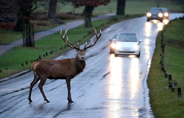 A stag deer stands in the road in Richmond Park, in west London