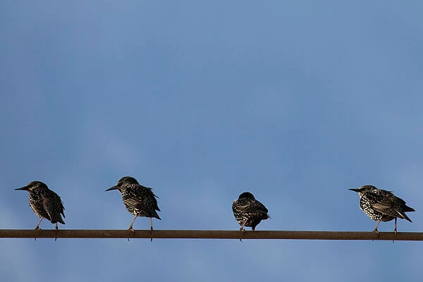 Starlings perch on a power line near Kiryat Gat, southern Israel
