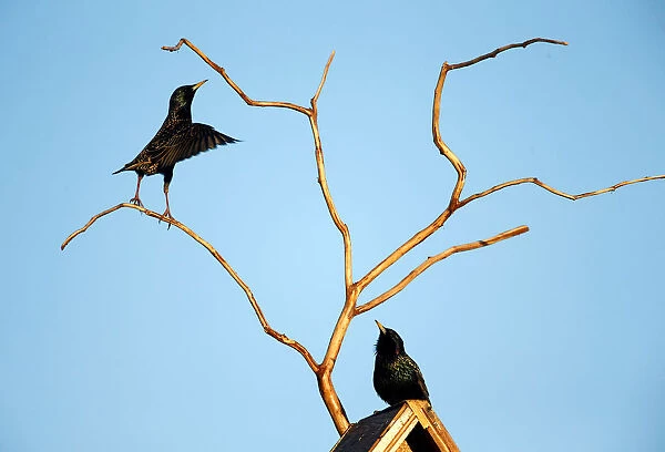 Starlings are seen at their nesting box in a private garden in the town of Bobruisk
