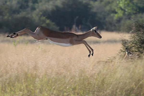 A startled antelope jumps over grassland in the Okavango Delta