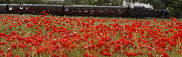 A steam train passes a poppy field on the outskirts of Loughborough