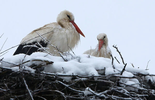 Storks rest on their snow-covered nest in Skopje