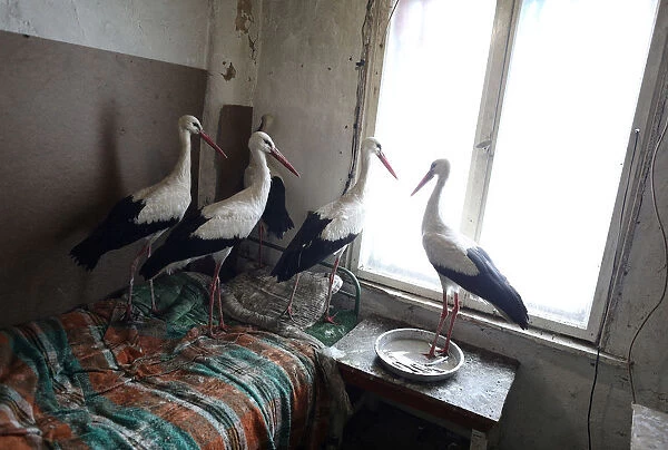 Storks that were saved by Bulgarian farmer Ismail are pictured in the village of Zaritsa