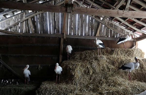 Storks that were saved by a Bulgarian man are pictured in the village of Chernik