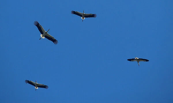 Storks are seen in the sky near Avenches