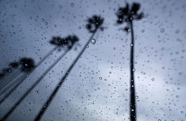 A storm brings moisture to drought stricken Southern California as palm trees are blown