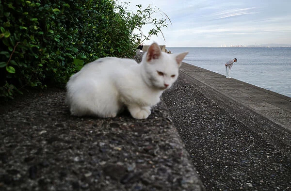 A stray cat is pictured at a beach in Beppu