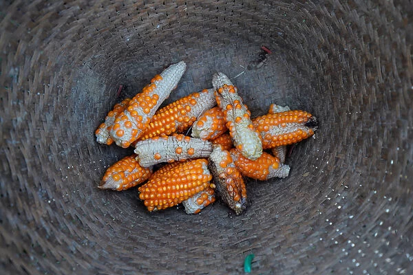 Stunted corn are pictured inside a rattan basket in a cornfield at Nuodong village