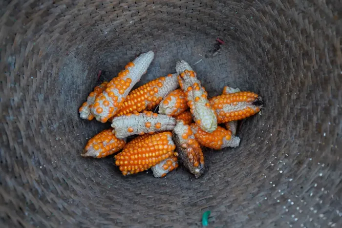 Framed Print : Stunted corn are pictured inside a rattan basket in a cornfield at Nuodong village of Framed Print : Stunted corn are pictured inside a rattan basket in a cornfield at Nuodong village of