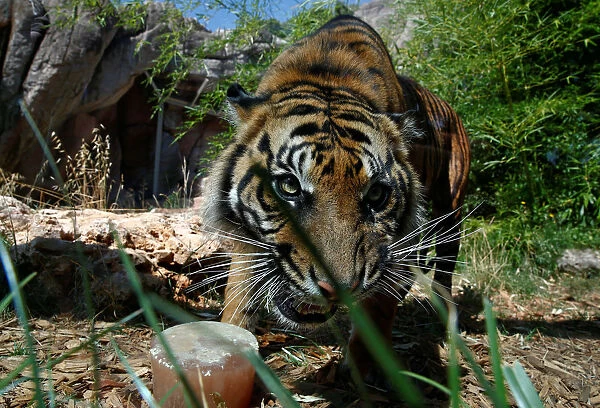 A Sumatran tiger licks a frozen blood lollipop on a hot summer day at the Bioparco zoo in