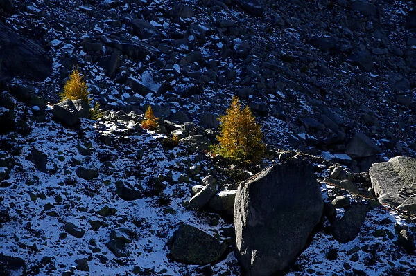The sun lights larch trees in the Mont-Blanc massif on a sunny autumn day in Chamonix