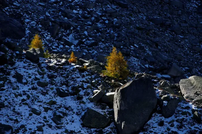Framed Print : The sun lights larch trees in the Mont-Blanc massif on a sunny autumn day in Chamonix Framed Print : The sun lights larch trees in the Mont-Blanc massif on a sunny autumn day in Chamonix