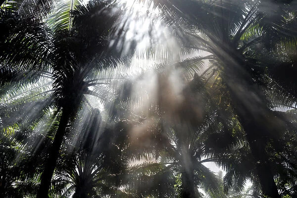 Sun rays penetrate through an African palm oil plantation in the area
